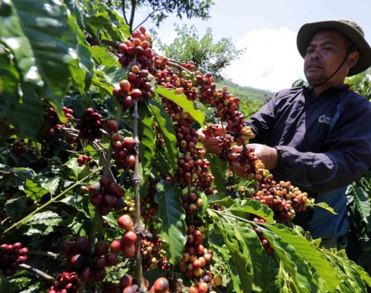 Giá cà phê giữ mức 120.000 đồng/kg khi vụ thu hoạch sắp bắt đầu