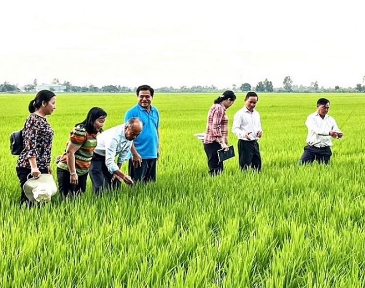 Hợp tác xã là “hạt nhân” trong thành công của Đề án 1 triệu ha lúa chất lượng cao
